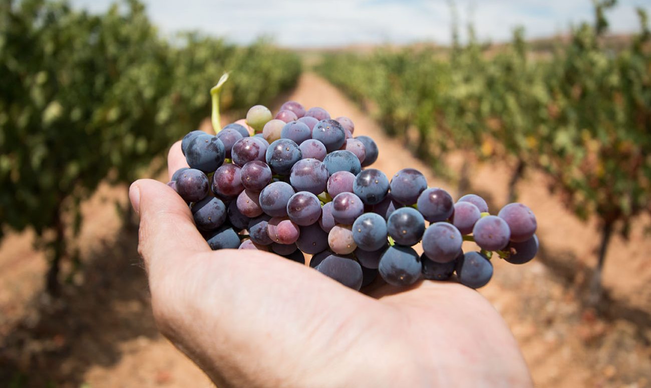 la-vendemmia